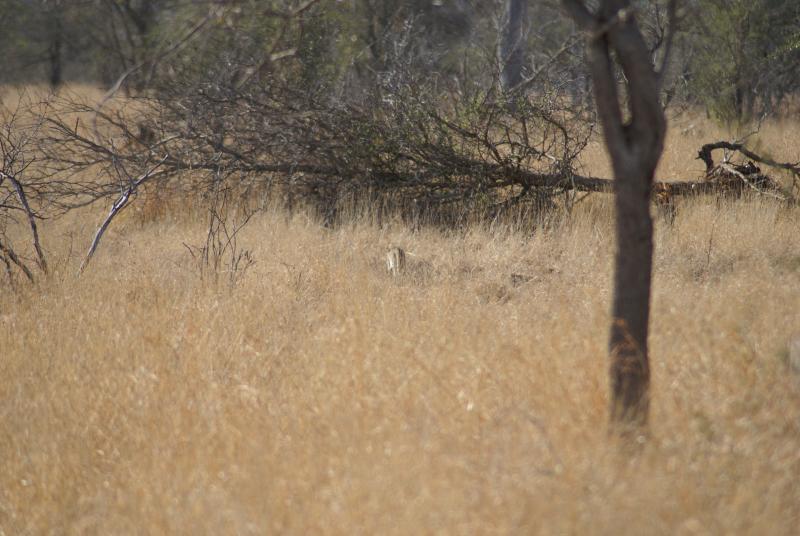 randomAfrican Wild Cat