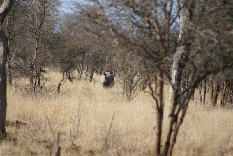 randomBlack Rhinoceros