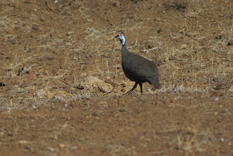 randomHelmeted Guineafowl