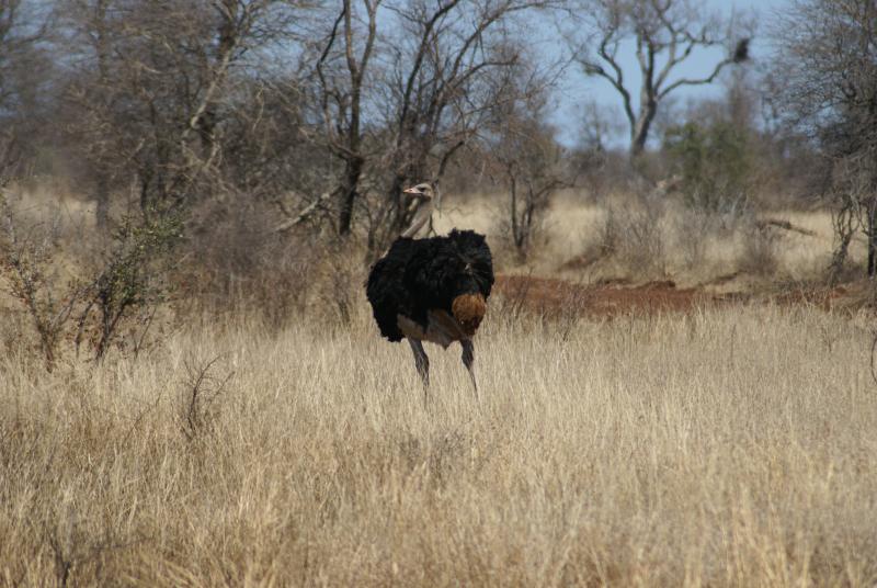 randomOstrich