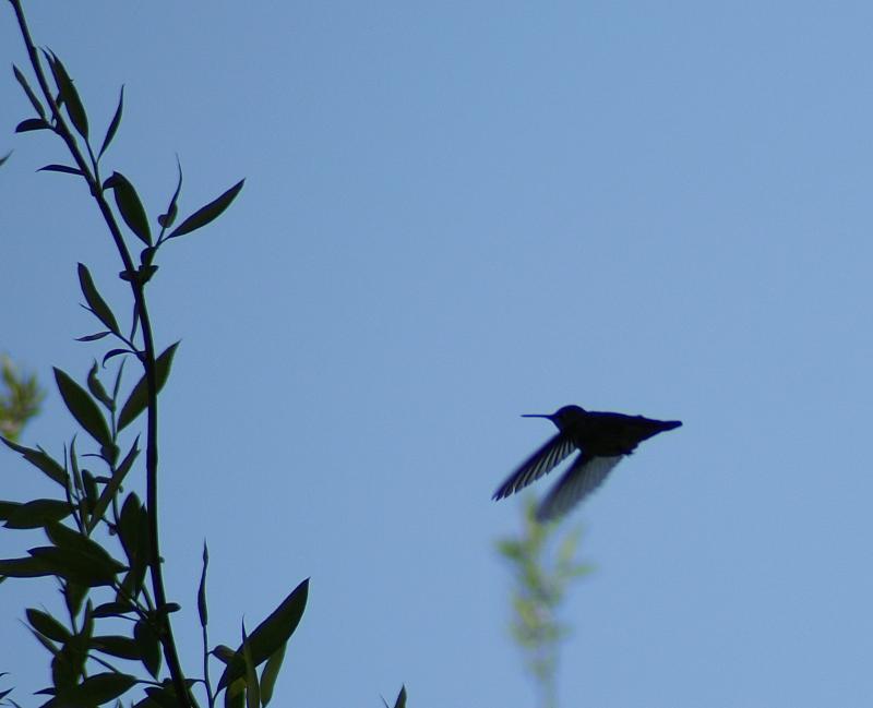 randomBlue-Throated Hummingbird