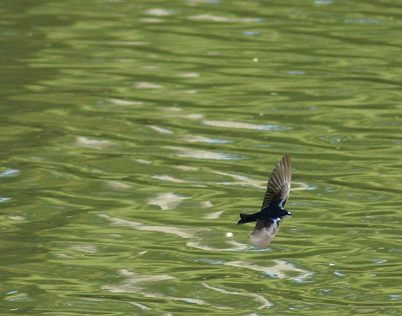 randomTree Swallow