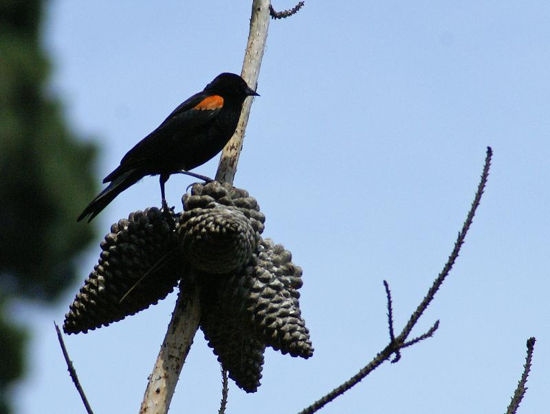 randomRed-Winged Blackbird