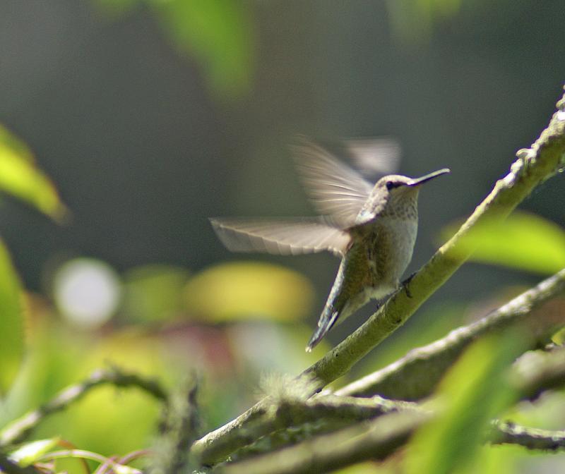 randomBlack-Chinned Hummingbird