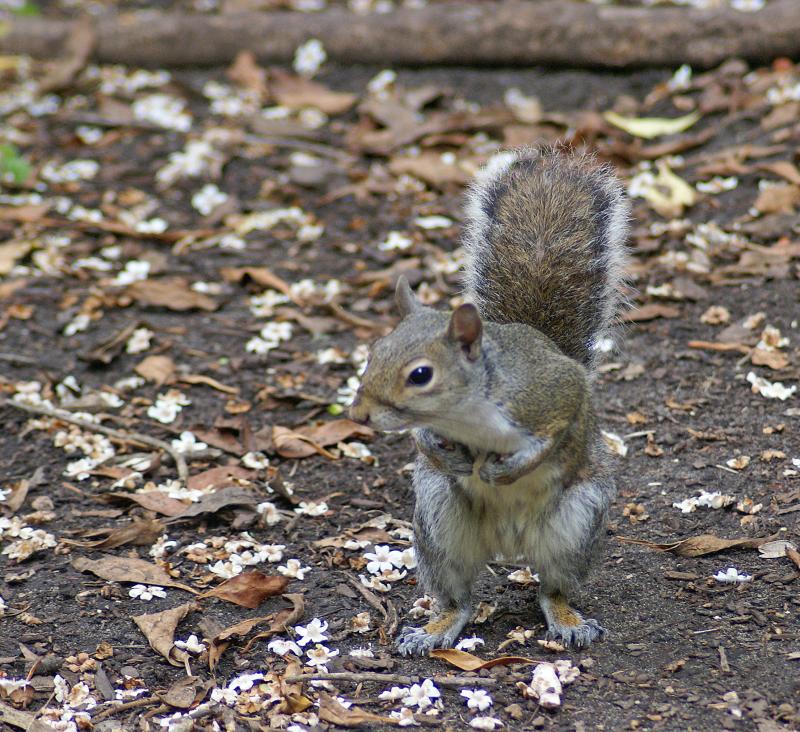 randomGray Squirrel