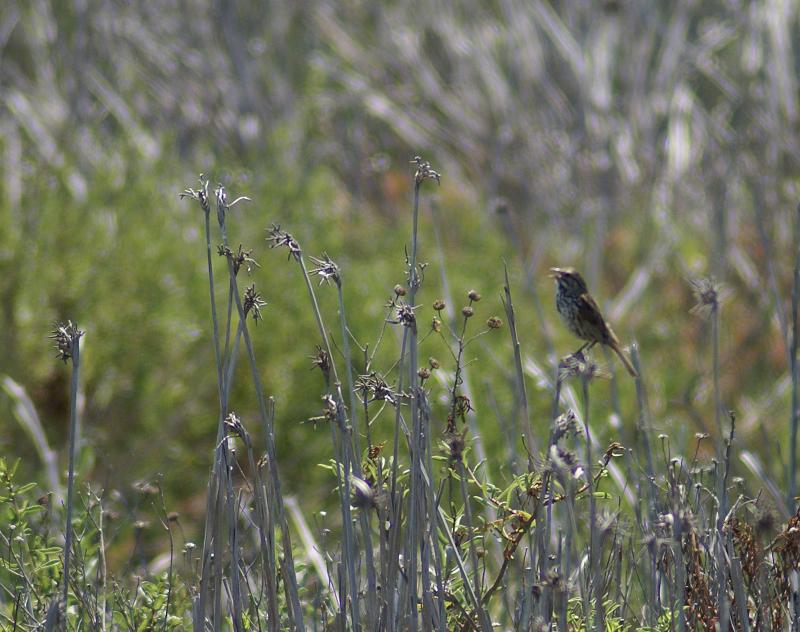 randomSavannah Sparrow