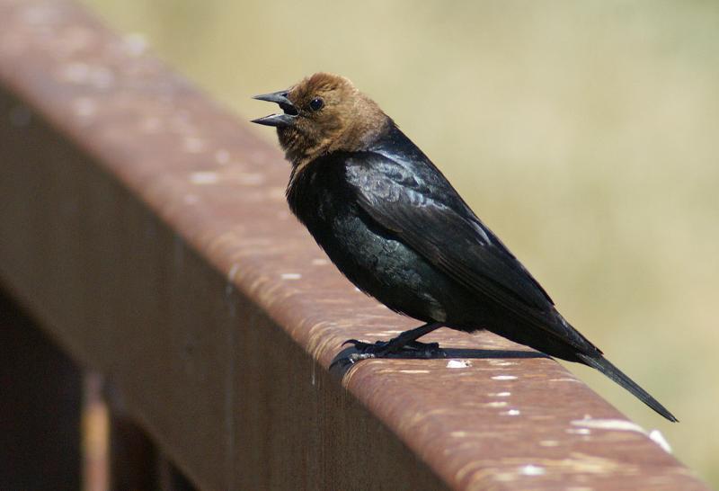 randomBrown Headed Cowbird