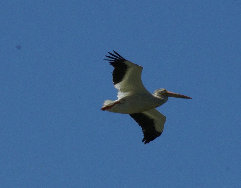 randomAmerican White Pelican