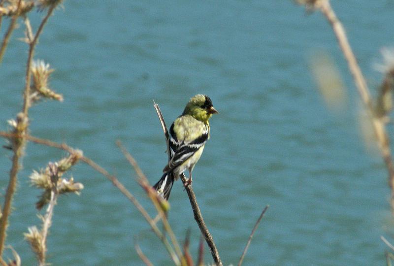 randomAmerican Goldfinch