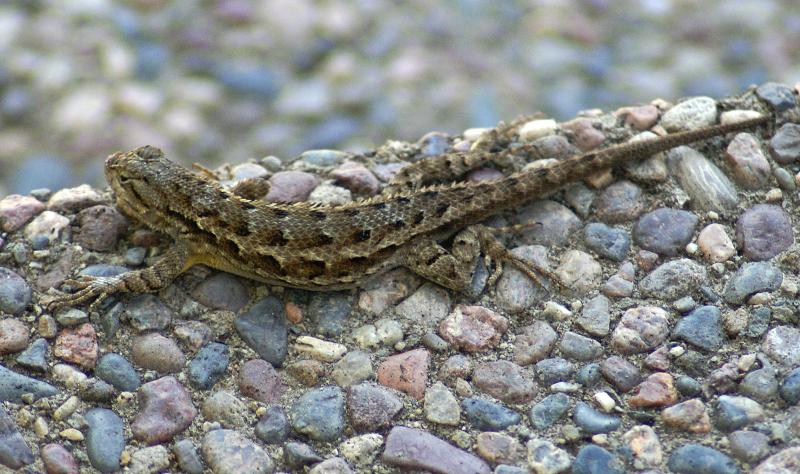 randomWestern Fence Lizard