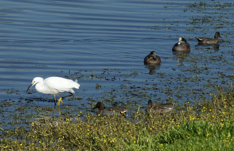 randomSnowy Egret