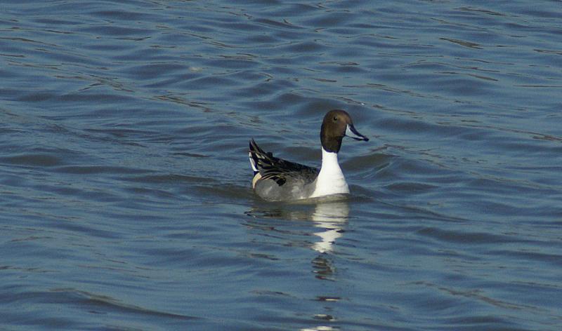 randomNorthern Pintail