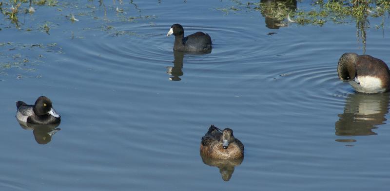 randomLesser Scaup