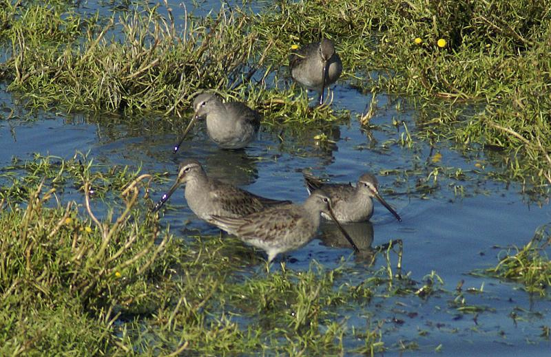 randomLong-Billed Dowitcher