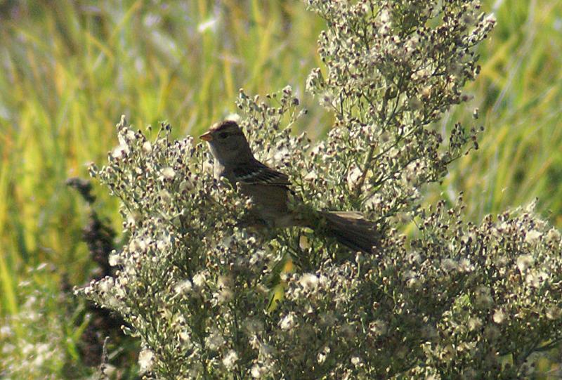 randomAmerican Tree Sparrow