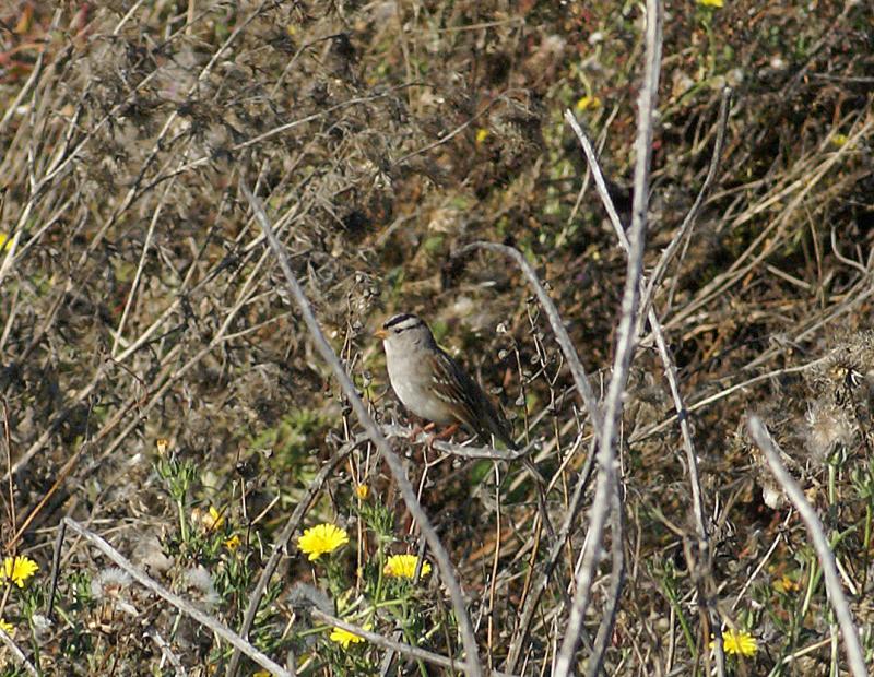 randomWhite-Crowned Sparrow