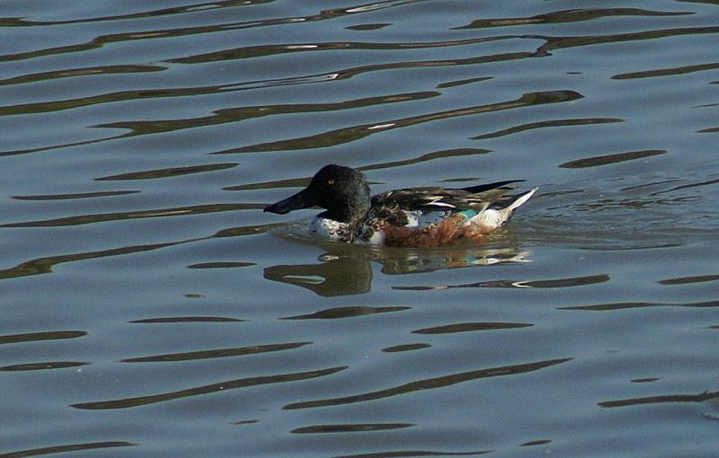 randomNorthern Shoveler