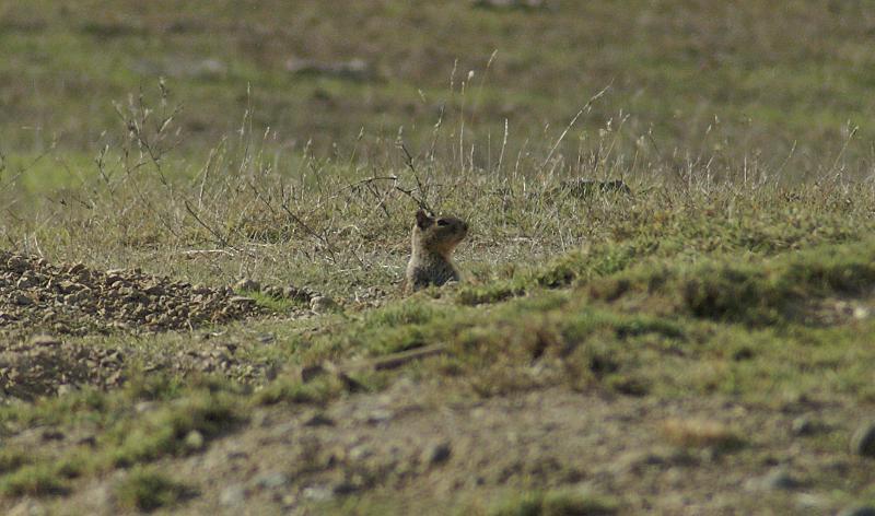 randomCalifornia Ground Squirrel