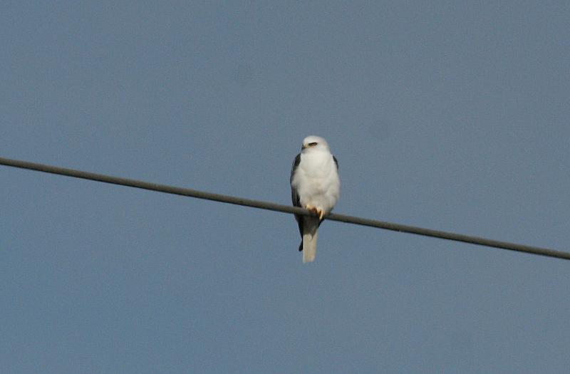 randomWhite-Tailed Kite