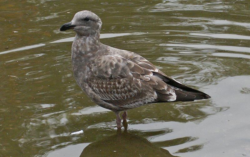 randomCalifornia Gull