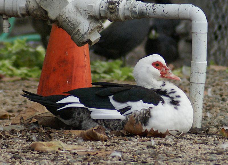 randomMuscovy Duck