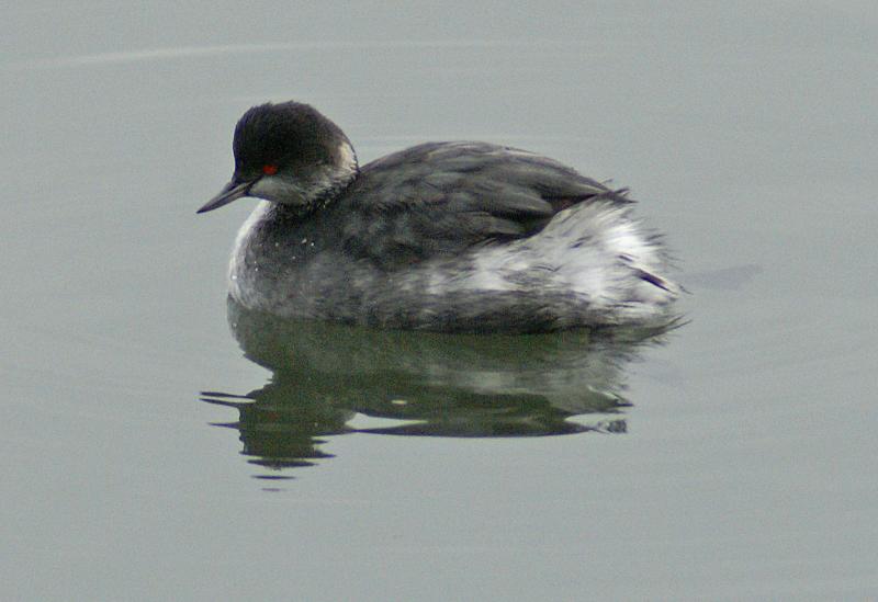 randomEared Grebe