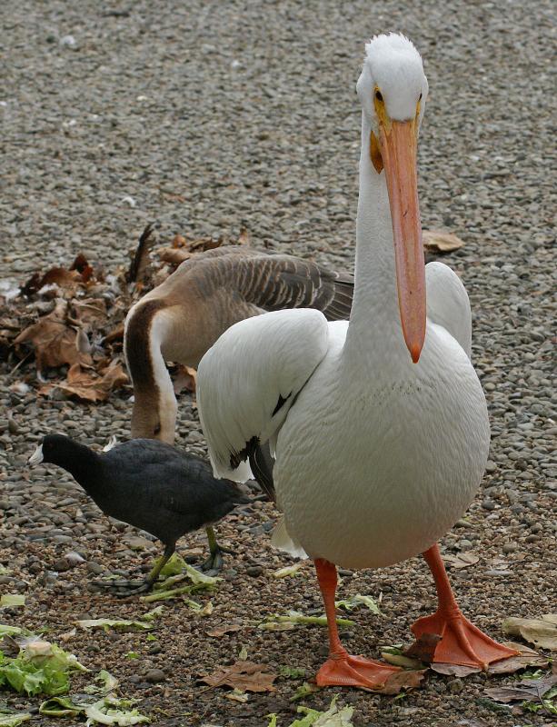 randomSwan Goose