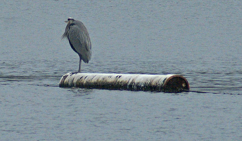 randomLake Merritt