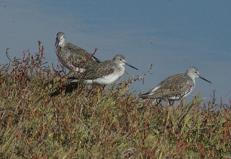 randomGreater Yellowlegs