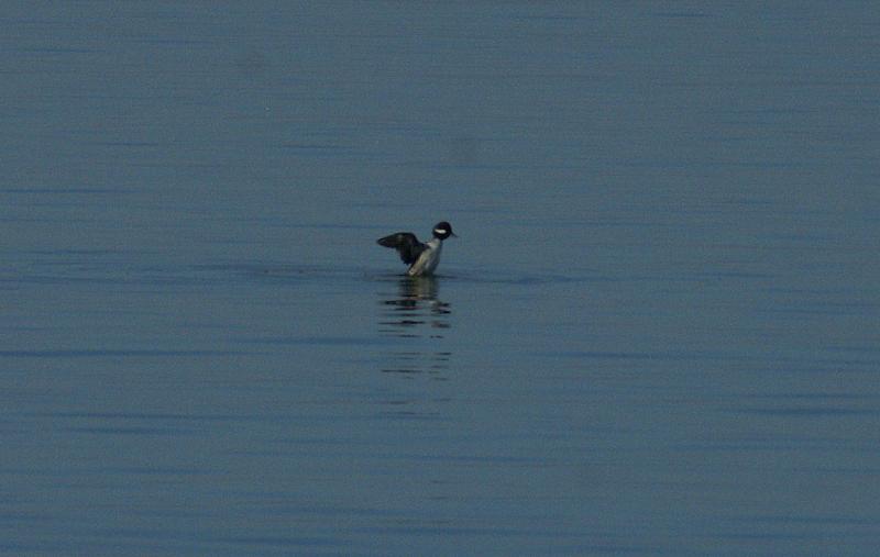 randomBufflehead