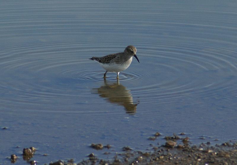 randomLeast Sandpiper