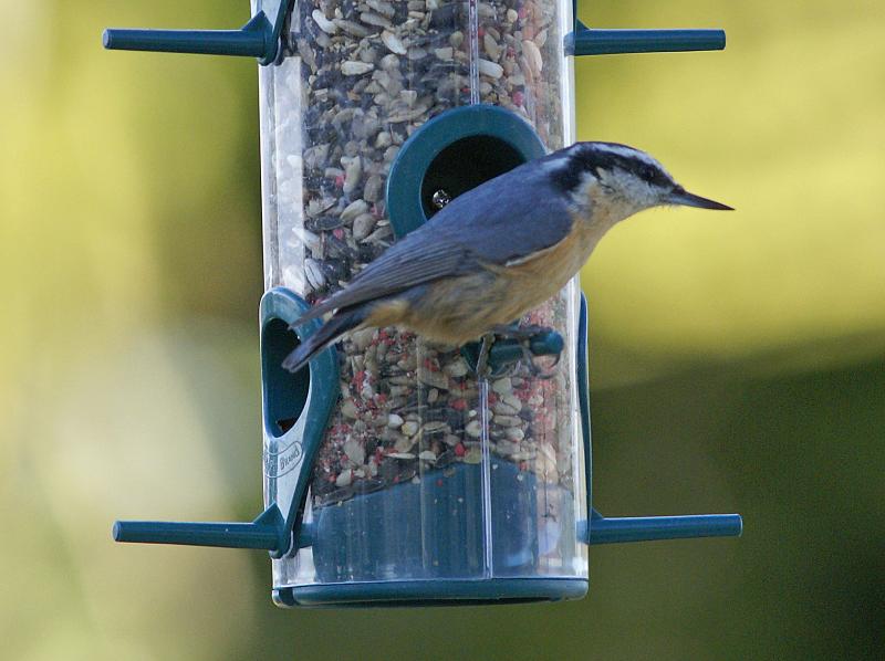 randomRed-Breasted Nuthatch