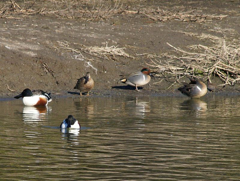 randomGreen Winged Teal