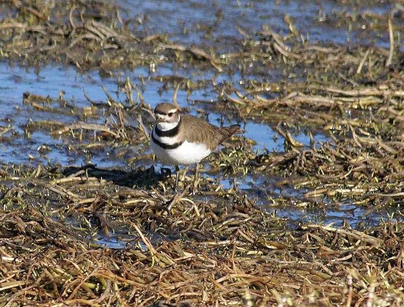 randomKilldeer