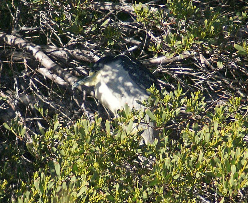 randomBlack-Crowned Night-Heron