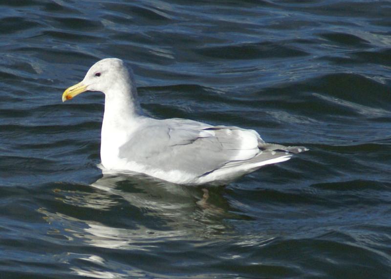 randomWestern Gull