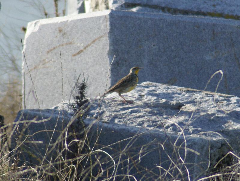 randomWestern Meadowlark