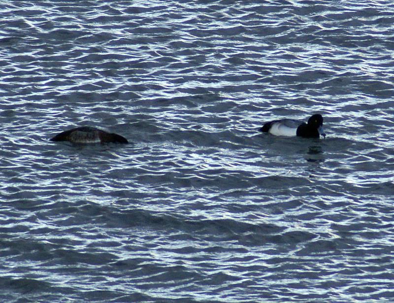 randomGreater Scaup