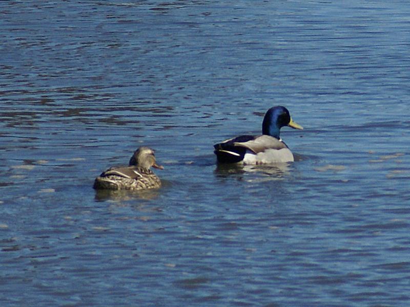 randomWhite Slough