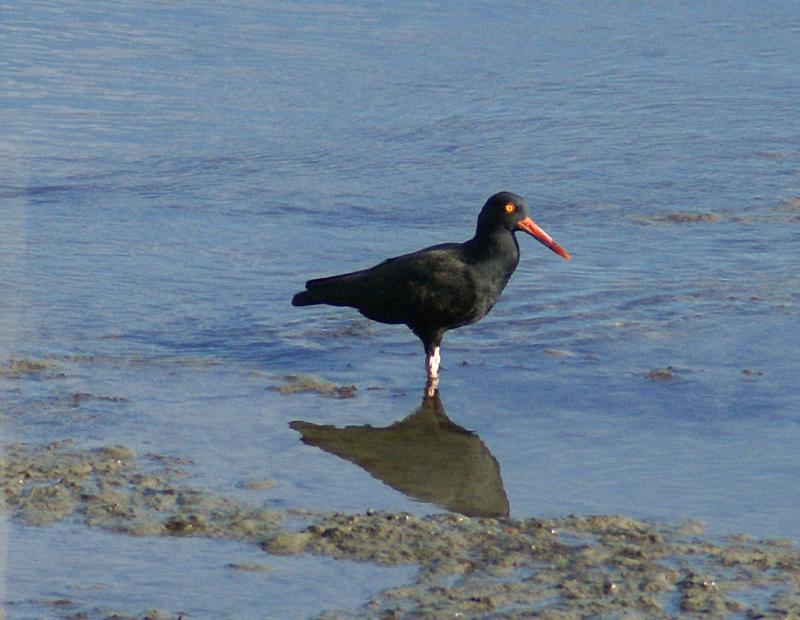 randomBlack Oystercatcher