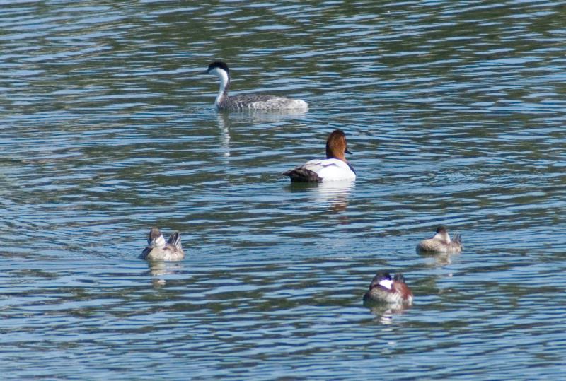 randomWestern Grebe