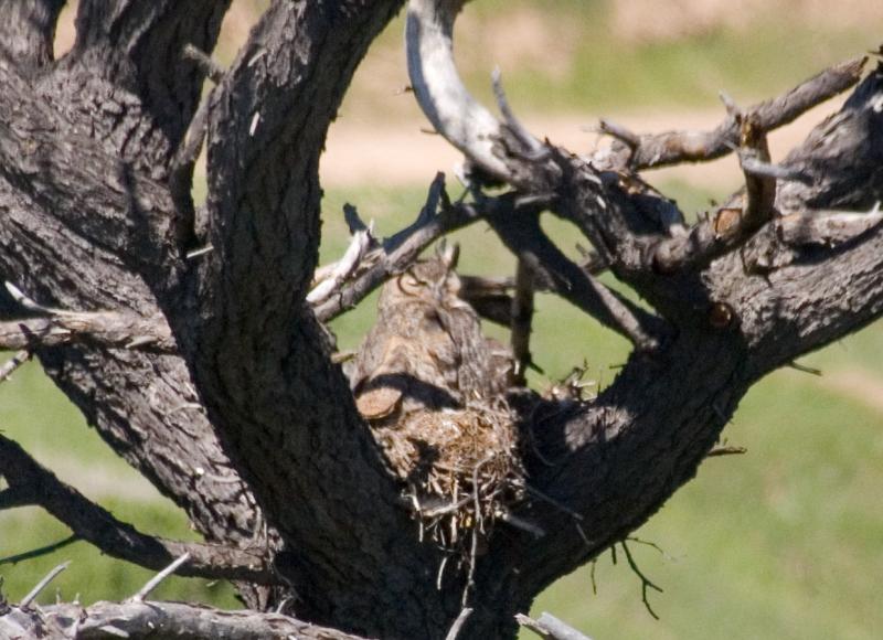 randomGreat Horned Owl