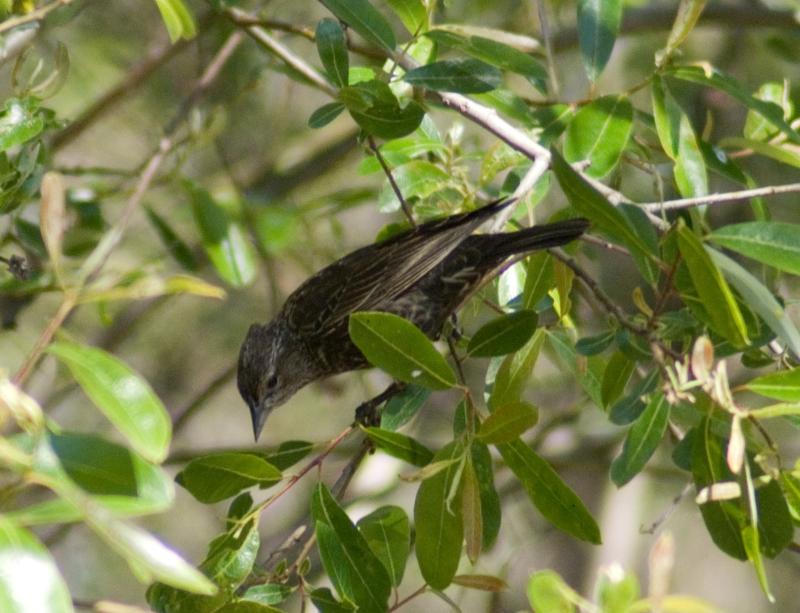 randomHermit Thrush