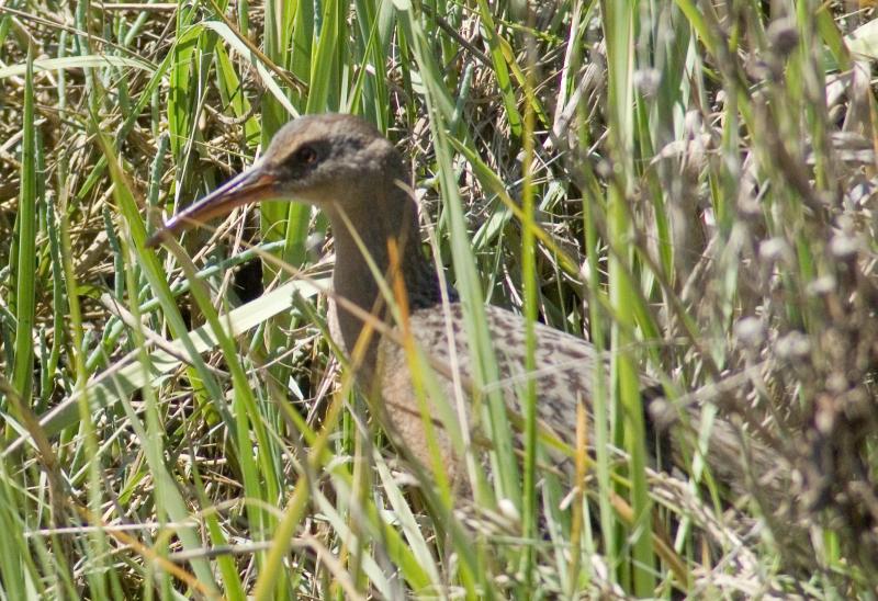 randomClapper Rail