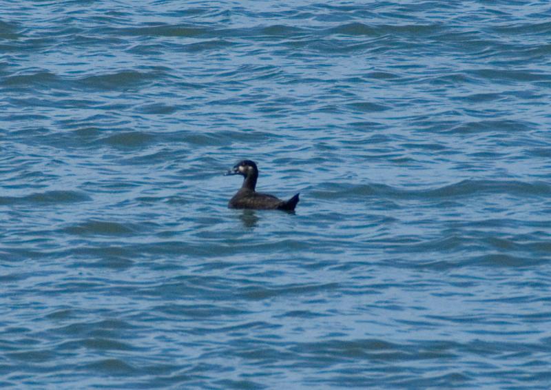 randomWhite-Winged Scoter