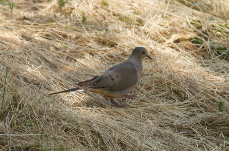 randomMourning Dove