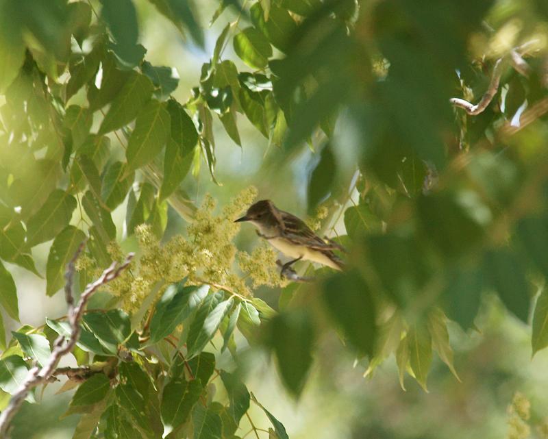 randomAsh-Throated Flycatcher