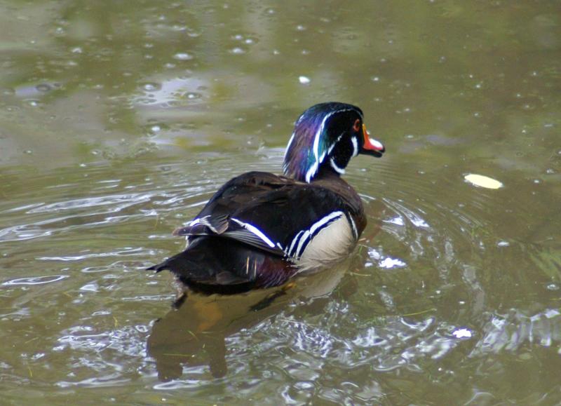 randomWood Duck