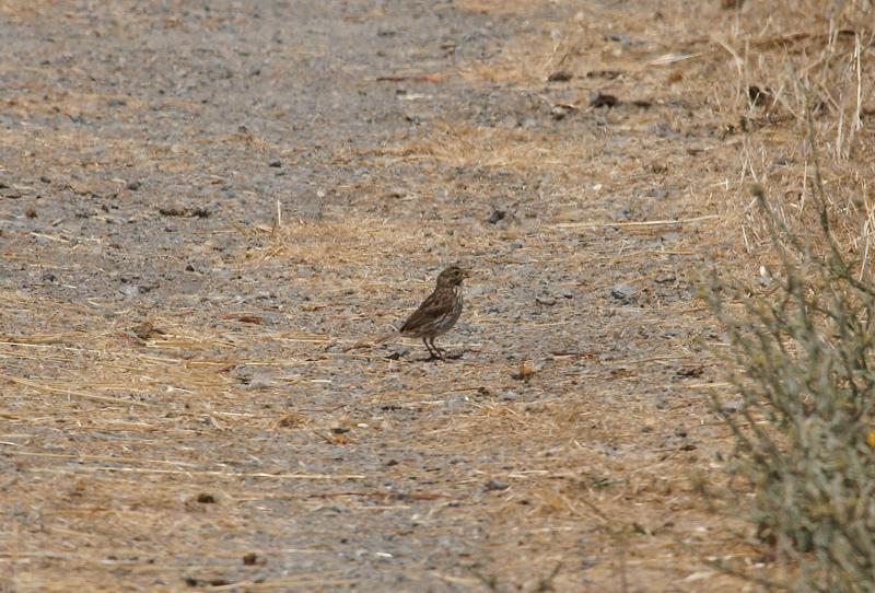 randomSong Sparrow