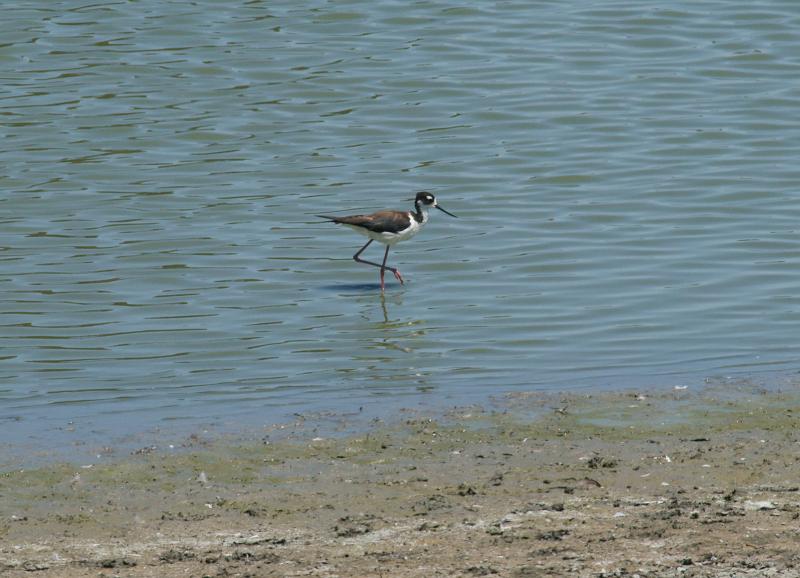 randomBlack-Necked Stilt